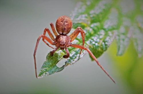 Philodromus sp.